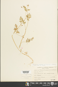 Chaerophyllum procumbens image