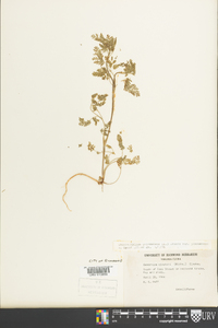 Chaerophyllum procumbens image