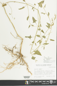 Atriplex prostrata image