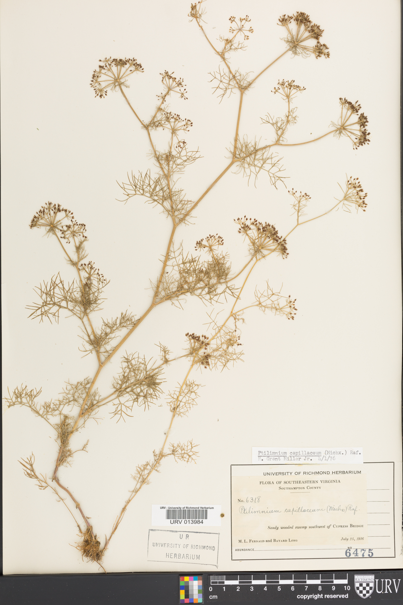 Ptilimnium capillaceum image