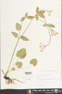 Thaspium trifoliatum image