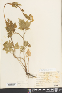 Zizia trifoliata image