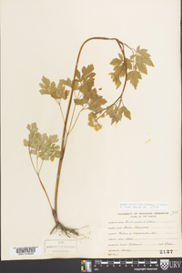 Zizia trifoliata image