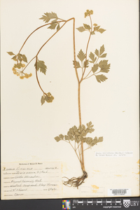 Zizia trifoliata image