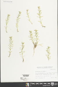 Polypremum procumbens image