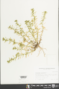 Polypremum procumbens image