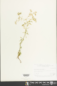 Polypremum procumbens image