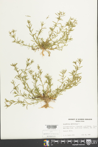 Polypremum procumbens image