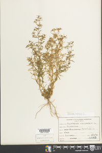 Polypremum procumbens image