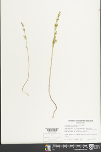 Bartonia virginica image