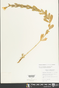 Eustoma exaltatum image