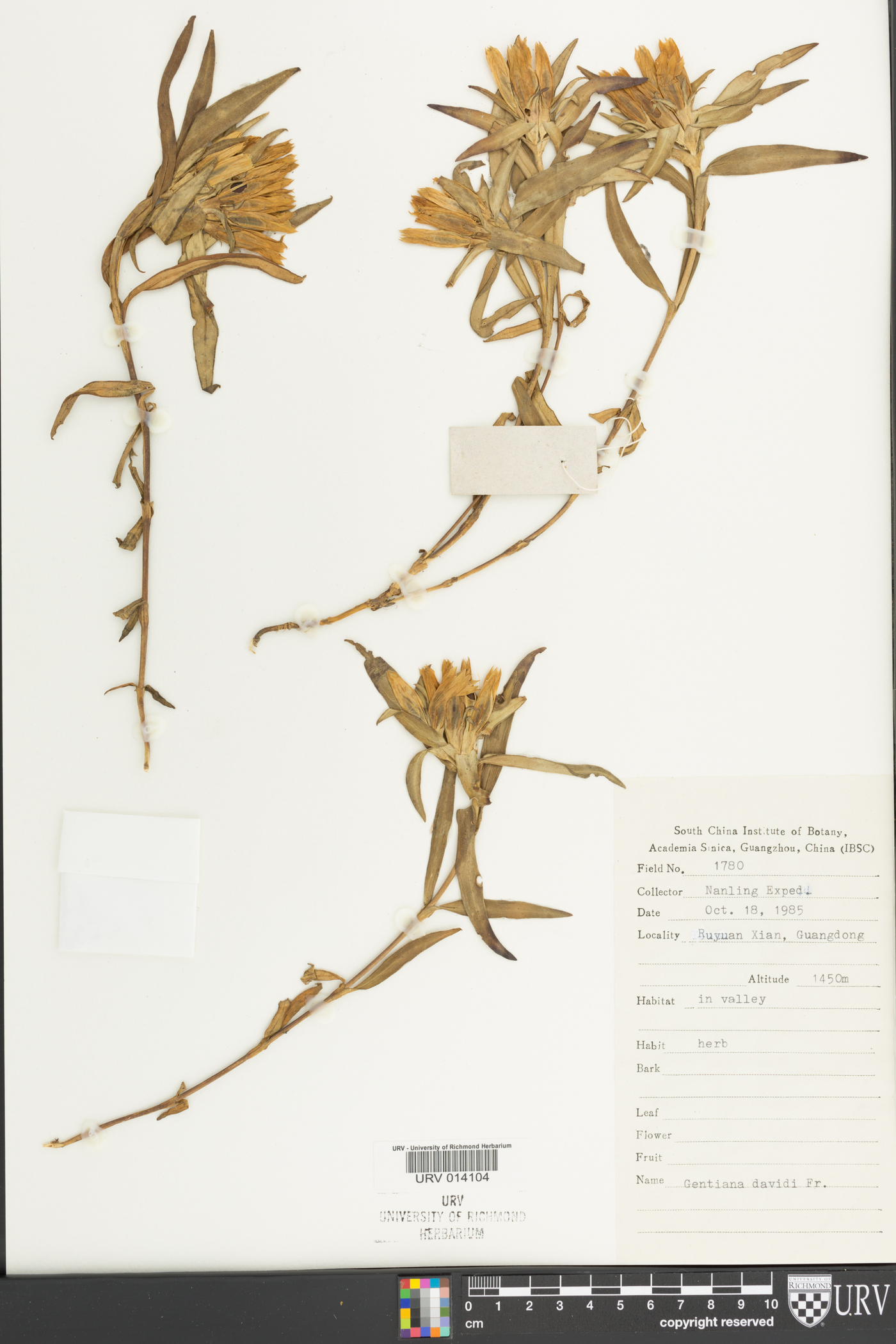 Gentiana davidii image