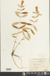 Gentiana saponaria image