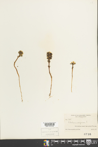 Obolaria virginica image