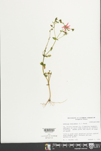 Sabatia angularis image