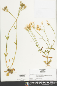 Sabatia quadrangula image