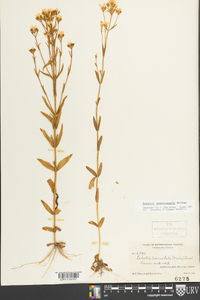 Sabatia quadrangula image