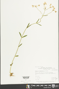 Sabatia quadrangula image