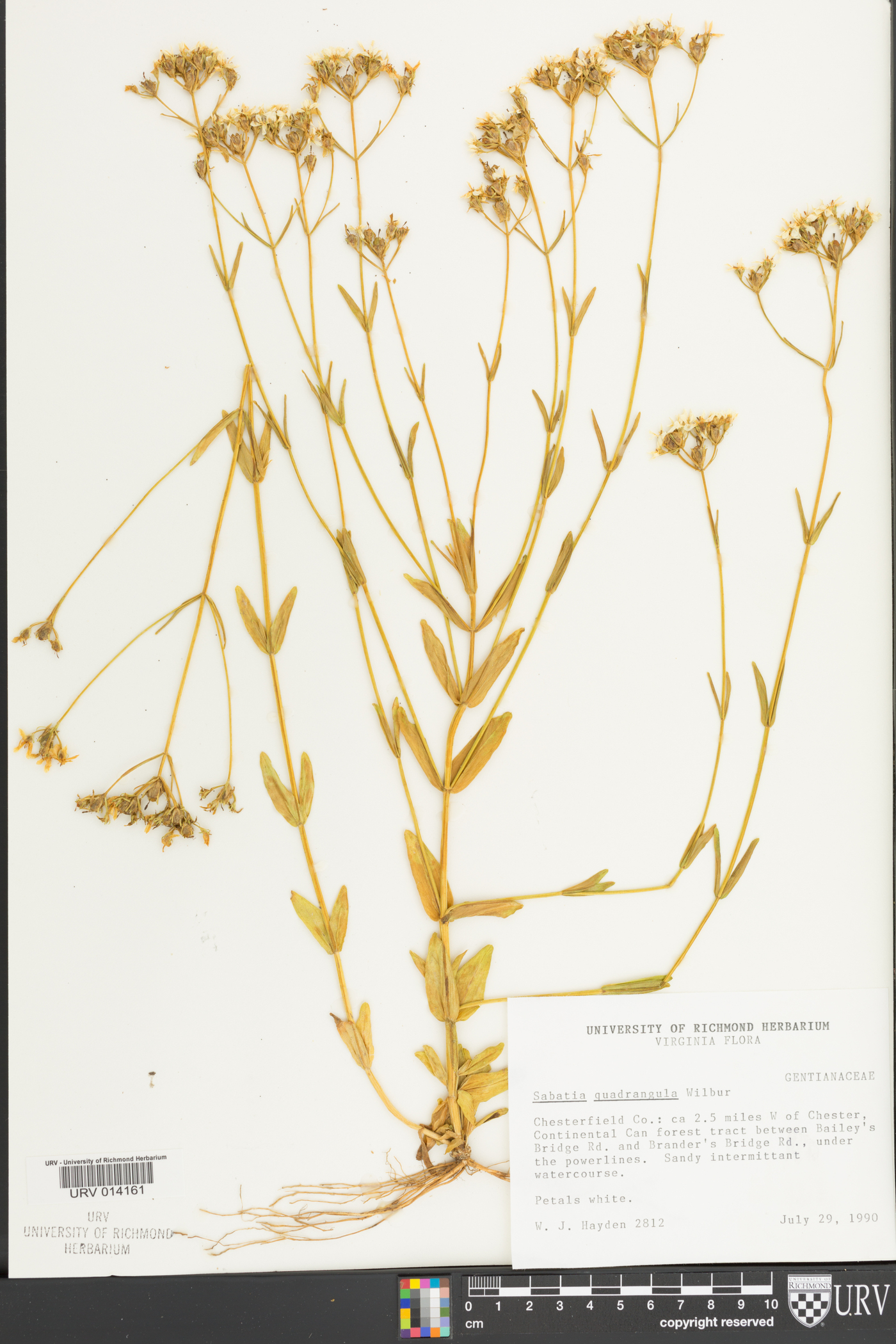 Sabatia quadrangula image