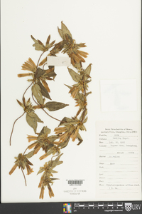 Tripterospermum fasciculatum image