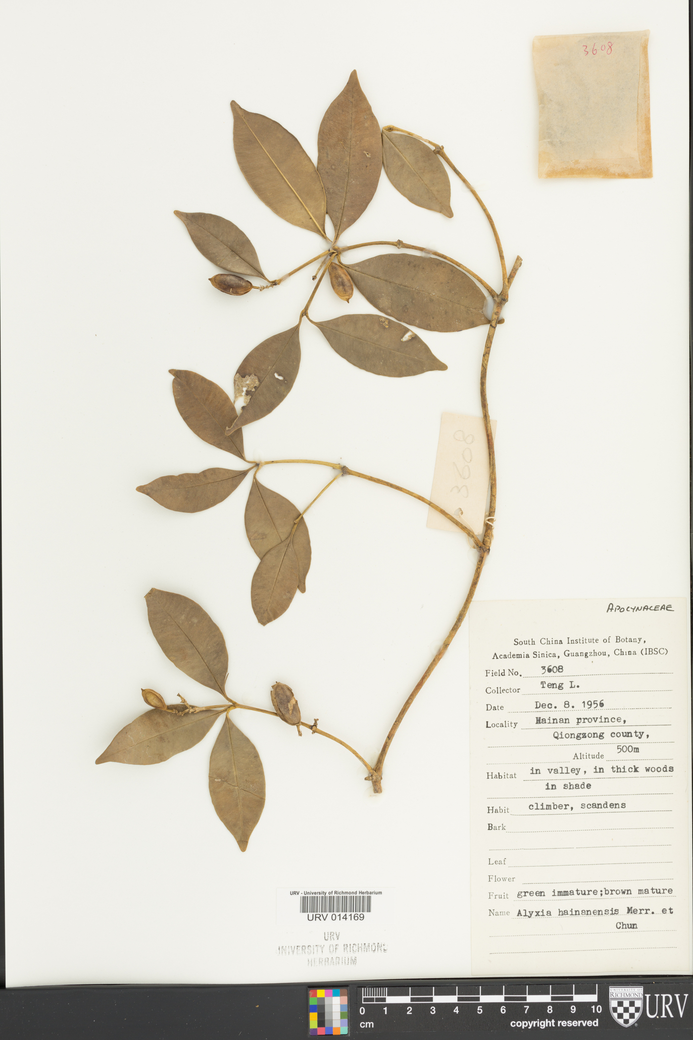 Alyxia reinwardtii image