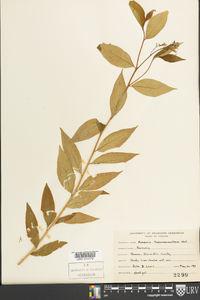 Amsonia tabernaemontana image