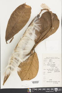 Media resource of Chonemorpha splendens