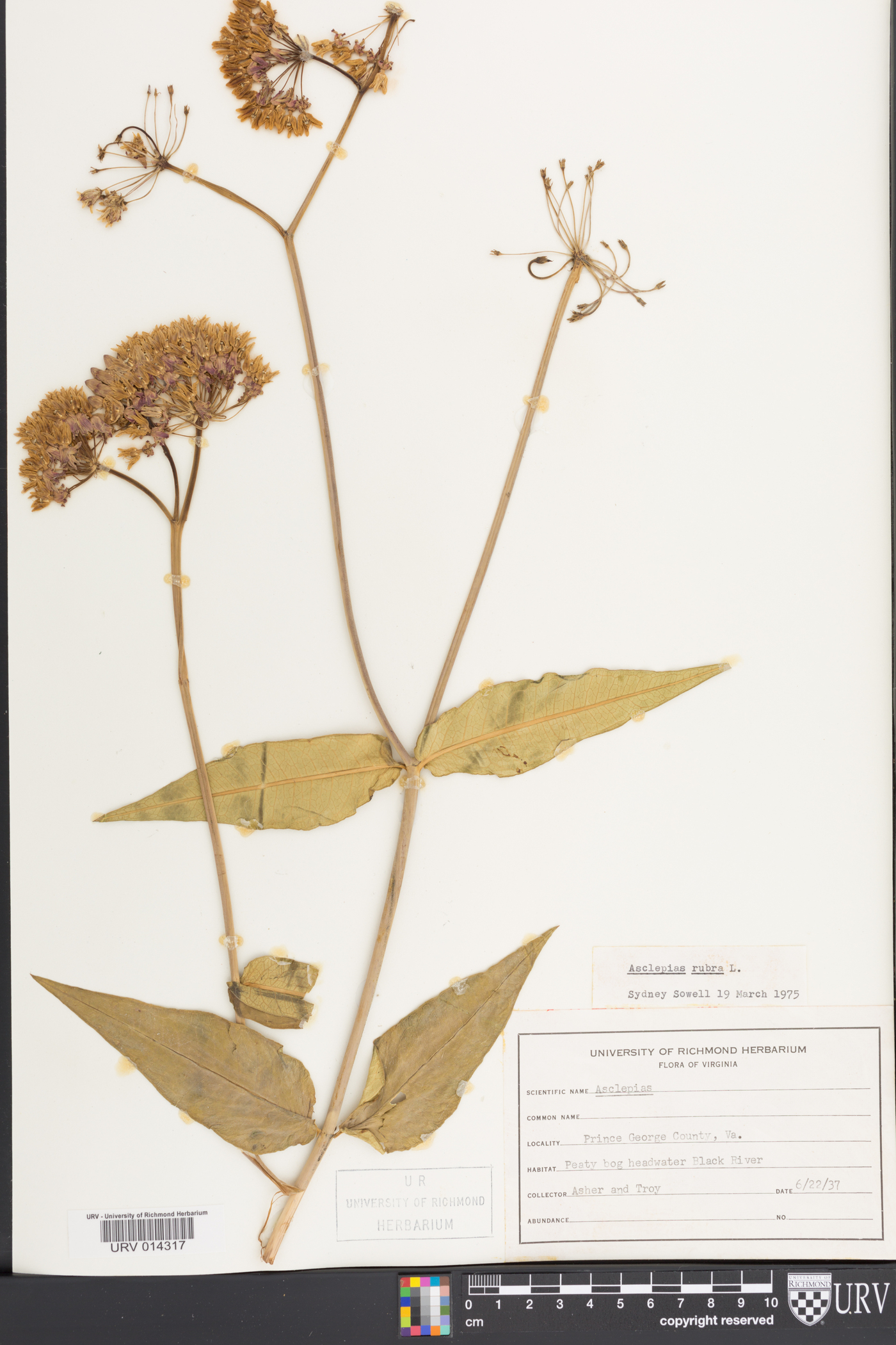 Asclepias rubra image