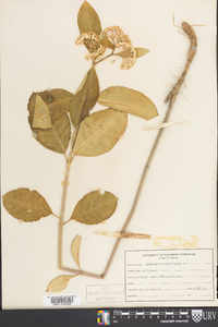 Asclepias variegata image