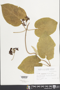 Matelea carolinensis image