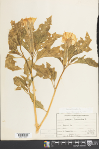 Datura stramonium image