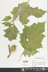 Datura stramonium image