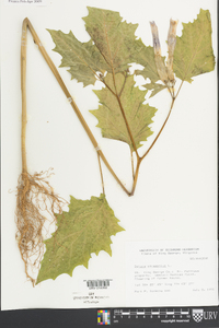 Datura stramonium image