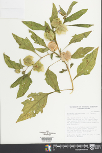 Nicandra physalodes image