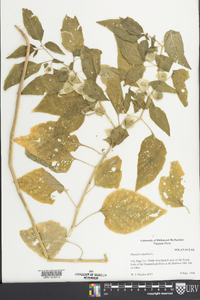 Physalis angulata image