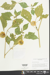 Physalis philadelphica image