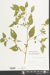 Solanum ptychanthum image