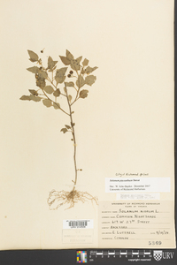 Solanum ptychanthum image