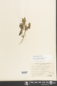 Solanum ptychanthum image