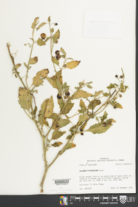 Solanum ptychanthum image