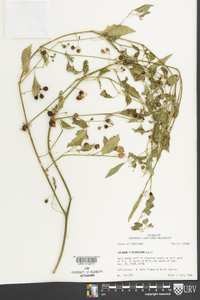 Solanum ptychanthum image