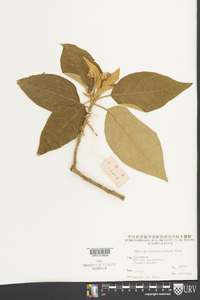 Solanum erianthum image