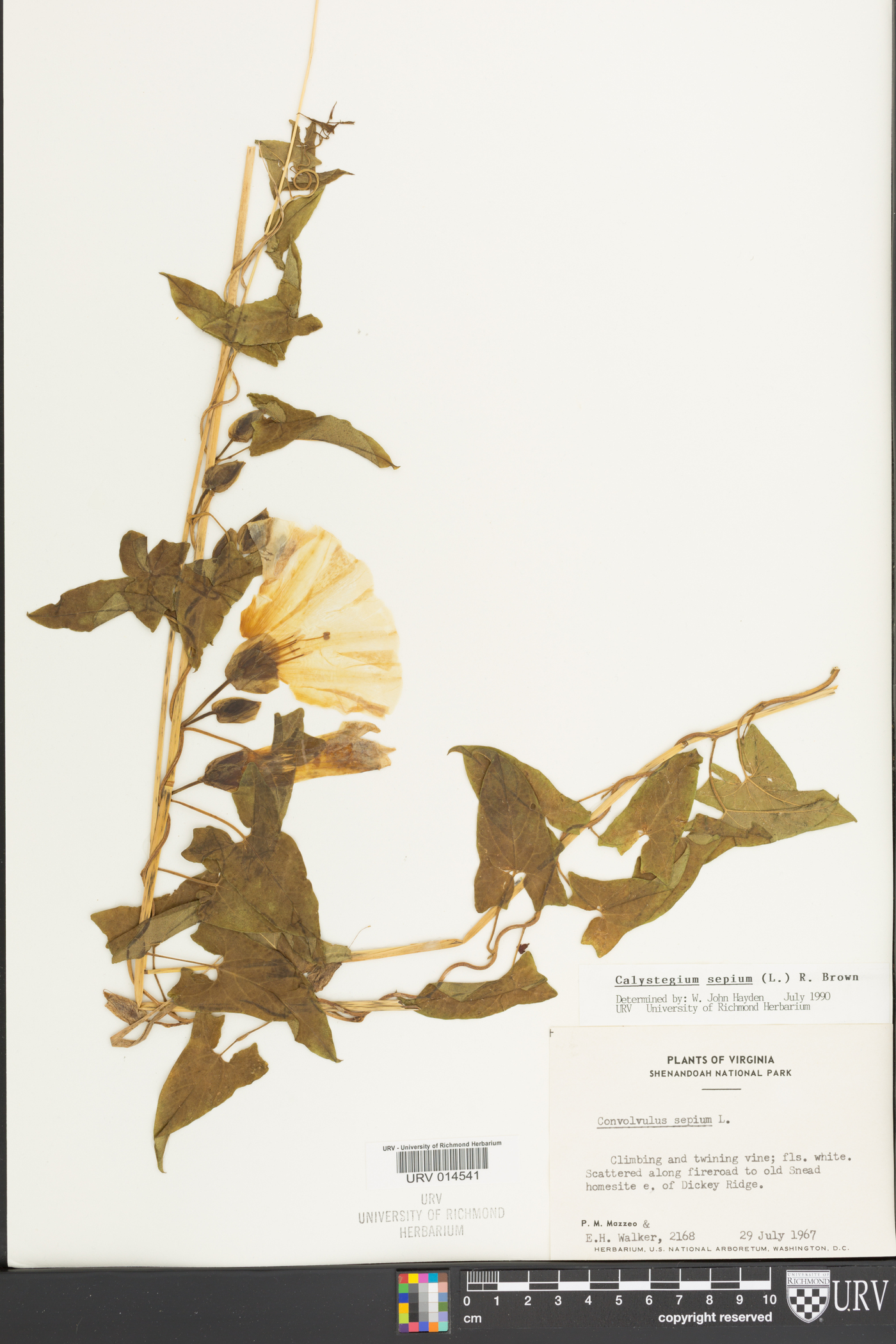 Calystegia silvatica subsp. fraterniflora image