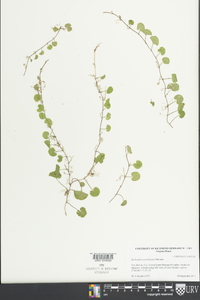 Dichondra carolinensis image