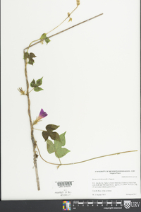 Ipomoea hederacea image