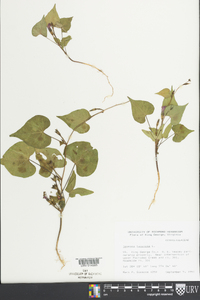 Ipomoea lacunosa image