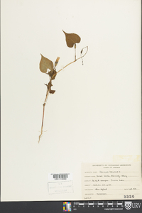 Ipomoea lacunosa image