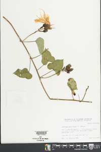 Ipomoea pandurata image