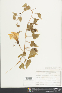 Ipomoea pandurata image