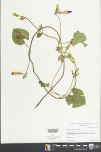 Ipomoea purpurea image